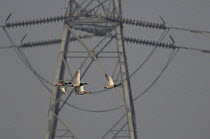 Mallard ducks (Anas platyrhynchos) flying close to an electricity pylon in London, UK