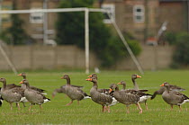 Greylag geese (Anser anser) on a football pitch in London, UK