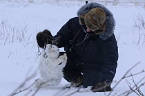 Trapper with a trapped Arctic fox (Vulpes lagopus) in the snow. Manitoba, Canada