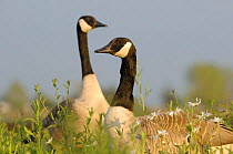 Two Canada geese (Branta canadensis) amongst grass and flowers. Walthamstow reservoir, London, UK