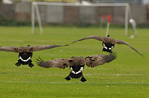 Canada geese (Branta canadensis) landing on a football pitch, London, UK