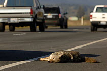 Dead coyote (Canis latrans) on a motorway near Seattle, Washington State, USA