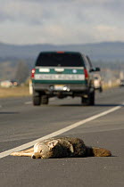 Dead coyote (Canis latrans) on a motorway near Seattle, Washington State, USA