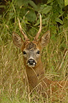 Roe deer (Capreolus capreolus) buck, Essex, England
