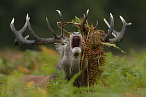 Red deer (Cervus elaphus) stag bellowing, with bracken in his antlers. Richmond Park, London, England
