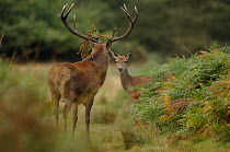Red deer (Cervus elaphus) stag blocking the path to a female, bracken still in his antlers. Richmond Park, London, England