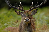 Red deer (Cervus elaphus) stag with bracken in his antlers. Richmond Park, London, England