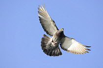 Feral pigeon (Columba livia) in flight, London, UK