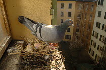 Feral pigeon (Columba livia) on its nest with two chicks, above the streets of Geneva, Switzerland