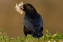 Carrion crow (Corvus corone) collecting swans feathers for nesting material at Walthamstow reservoir, London, UK