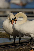 Mute swan (Cygnus olor) pair courting. Walthamstow reservoir, London, UK