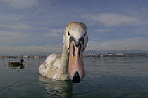 Mute swan (Cygnus olor) inquisitive juvenile on Lake Geneva, Geneva, Switzerland