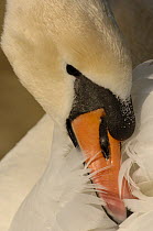 Mute swan (Cygnus olor) grooming. Walthamstow reservoir, London, UK