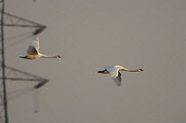 Two Mute swans (Cygnus olor) in flight near an electricity pylon, Walthamstow reservoir, London, UK