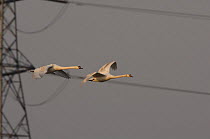Two Mute swans (Cygnus olor) in flight near an electricity pylon, Walthamstow reservoir, London, UK