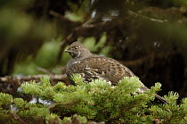 Dusky grouse (Dendragapus obscurus) perched in a pine tree. Washington State, USA