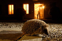 Hedgehog (Erinaceus europaeus) at night in front of house lit up, Geneva, Switzerland
