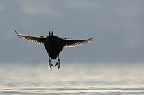 Coot (Fulica atra) landing on Lake Geneva, Geneva, Switzerland