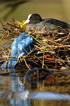 Coot (Fulica atra) on its nest with rubbish items, in  urban park, London, UK