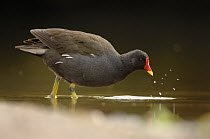Moorhen (Gallinula chloropus) searching for food in shallow water, England, UK