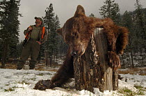 Bear hunter with head and skin of a Black bear (Ursus americanus) that he has hunted, Washington State, USA