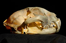 Bobcat (Felis rufus) skull, Washington State, USA