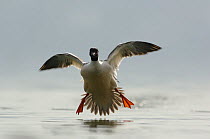 Goosander (Mergus merganser) male landing on Lake Geneva, Geneva, Switzerland