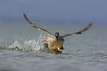 Goosander (Mergus merganser) female taking off from Lake Geneva, near Geneva, Switzerland