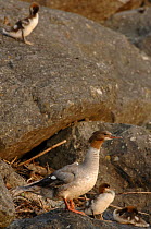 Goosander (Mergus merganser) and chicks on rocks beside Lake Geneva, near Geneva, Switzerland