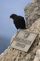 Alpine Chough (Pyrrhocorax graculus) on rocks beside Swiss National Park sign. Switzerland