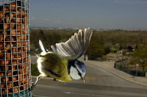 Blue tit (Parus caeruleus) taking off from a bird feeder, with urban landscape in the background. Geneva, Switzerland