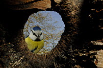 Blue tit (Parus caeruleus) at the entrance to its nest in a tree, viewed from inside, Geneva, Switzerland