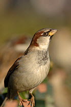Female common / house sparrow (Passer domesticus) perched on a gate. Paris, France