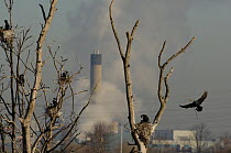 Common cormorant (Phalacrocorax carbo) colony in trees, with industrial chimneys in the background, Walthamstow, England, UK