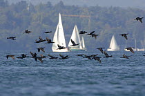 Common cormorant (Phalacrocorax carbo) colony in flight over Lake Geneva, with sailing boats in the background. Geneva, Switzerland