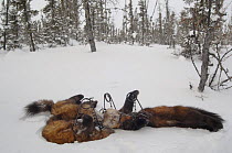 Four Pine martens (Martes martes) in the snow, killed by a fur trapper in the Canadian taiga