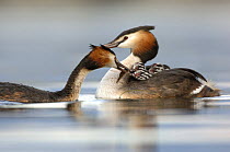 Great crested grebe (Podiceps cristatus) pair feeding tench fish to their chicks, which are carried on their backs. Lake Geneva, Geneva, Switzerland