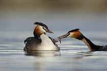 Great crested grebe (Podiceps cristatus) pair feeding tench fish to their chicks, which are carried on their backs. Lake Geneva, Geneva, Switzerland
