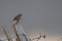 Dunnock (Prunella modularis) on a fence post in the early morning. Walthamstow reservoir, London, UK