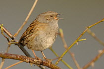 Dunnock (Prunella modularis) on a branch, singing in the early morning. Walthamstow reservoir, London, UK