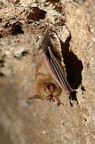 Great eastern horseshoe bat (Rhinolophus luctus) hanging from the roof of a cave. Bandhavgargh National Park, Madhya Pradesh, India