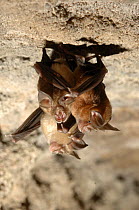 Great eastern horseshoe bats (Rhinolophus luctus) hanging from the roof of a cave. Bandhavgargh National Park, Madhya Pradesh, India