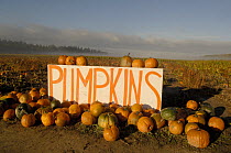Pumpkins for sale just before Halloween at a farm near Seattle, Washington State, USA