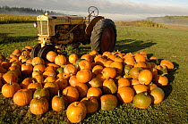 Pumpkins next to old tractor just before Halloween at a farm near Seattle, Washington State, USA