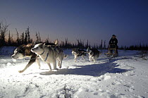 Sled dogs / huskies (Canis familiaris) pulling sledge in Manitoba, Canada