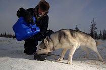Musher feeding a Sled dog / husky (Canis familiaris) in Manitoba, Canada