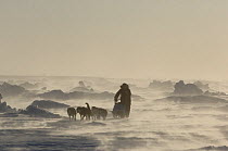 Sled dogs / huskies (Canis familiaris) pulling sledge through a blizzard in Manitoba, Canada