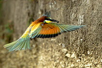 European Bee Eater (Merops apiaster) flying to nest hole with insect prey, Lorraine, France