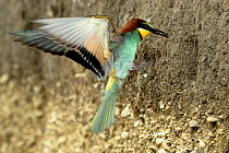 European Bee-eater (Merops apiaster) flying to nest hole with insect prey, Lorraine, France