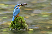 Common Kingfisher (Alcedo atthis) perched on stone in river with fish in beak, Lorraine, France